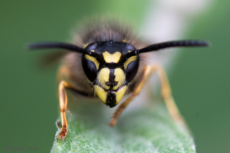 Common Wasp - Gewone Wesp - Vespula vulgaris