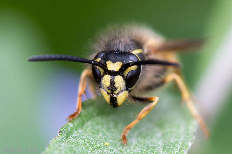 Common Wasp - Gewone Wesp - Vespula vulgaris