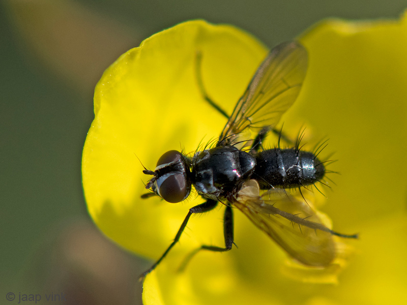 Tachinidae - Sluipvlieg - Phania funesta