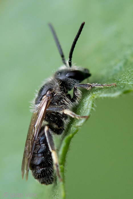 Halictinae - Matte Bandgroefbij - Lasioglossum leucozonium