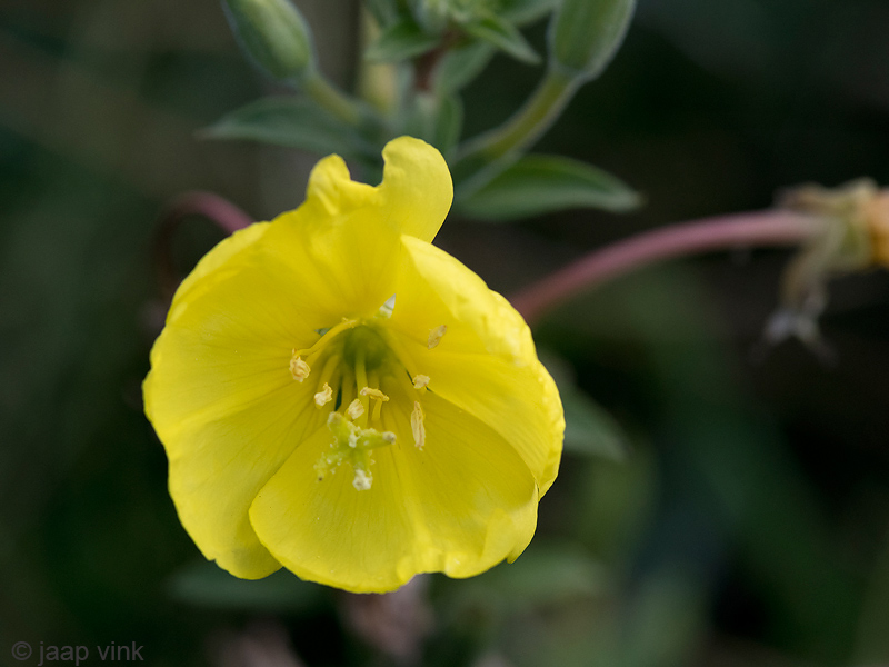 Sundrop - Teunisbloem - Oenothera