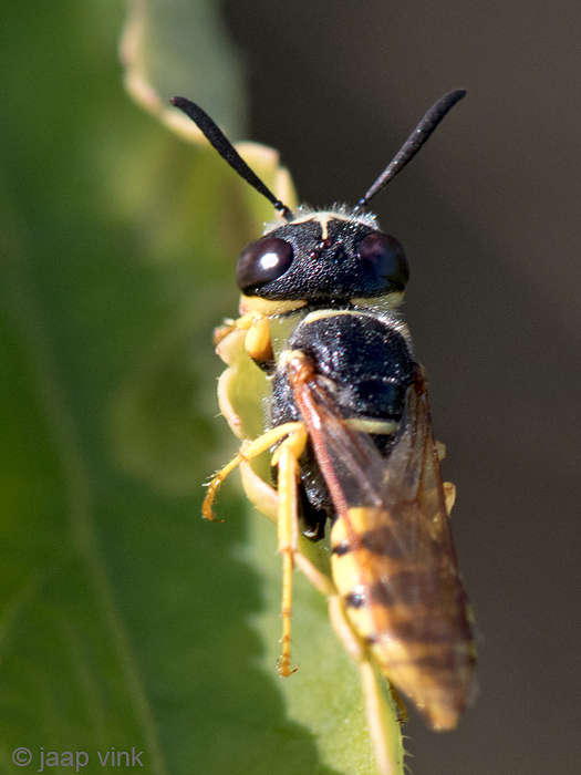 European Beewolf - Bijenwolf - Philanthus triangulum