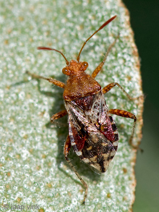 Rhopalidae - Geblokte Glasvleugelwants - Rhopalus subrufus