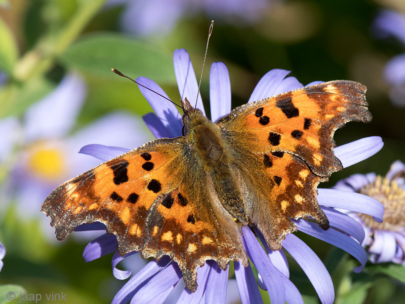 Comma - Gehakkelde Aurelia - Polygonia c-album