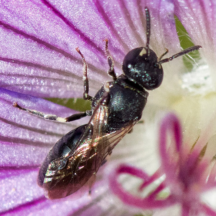 Masked bee - Maskerbij - Hylaeus spec. 