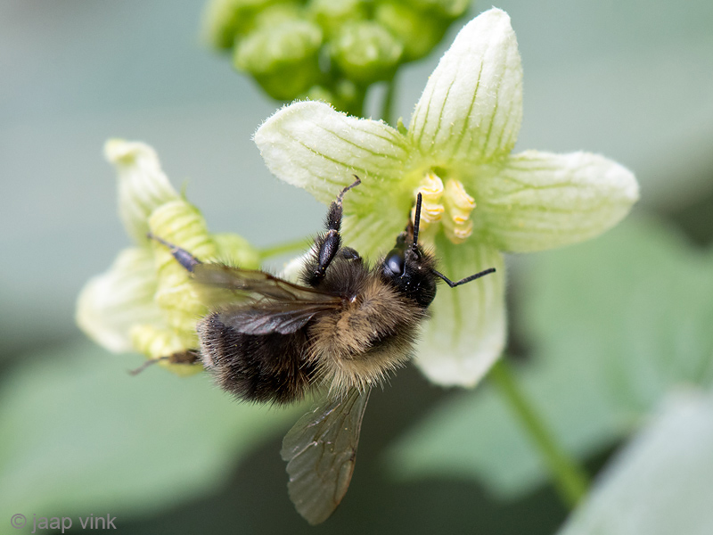 Common Carder Bee - Akkerhommel - Bombus pascuorum