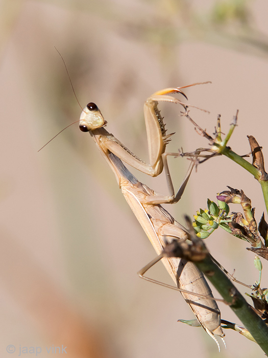 European Mantis - Europese Bidsprinkhaan - Mantis religiosa