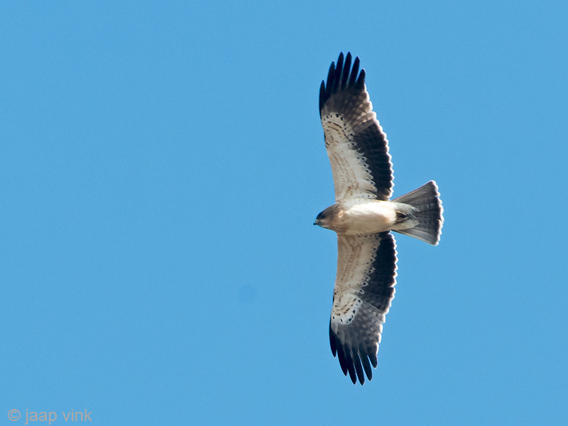 Booted Eagle - Dwergarend - Hieraaetus pennatus