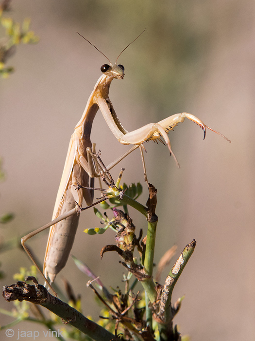 European Mantis - Europese Bidsprinkhaan - Mantis religiosa