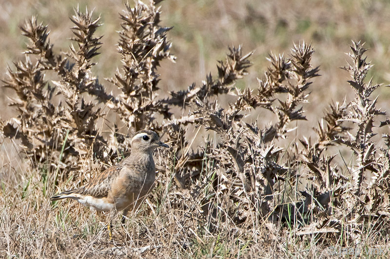 Eurasian Dotterel - Morinelplevier - Charadrius morinellus