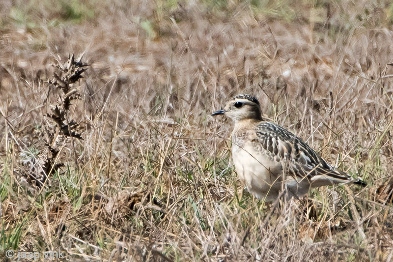 Eurasian Dotterel - Morinelplevier - Charadrius morinellus