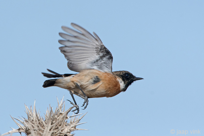Eurasian Stonechat - Roodborsttapuit - Saxicola rubicola