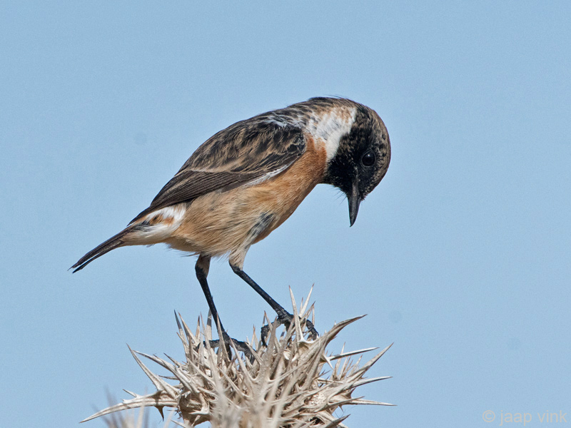 Eurasian Stonechat - Roodborsttapuit - Saxicola rubicola