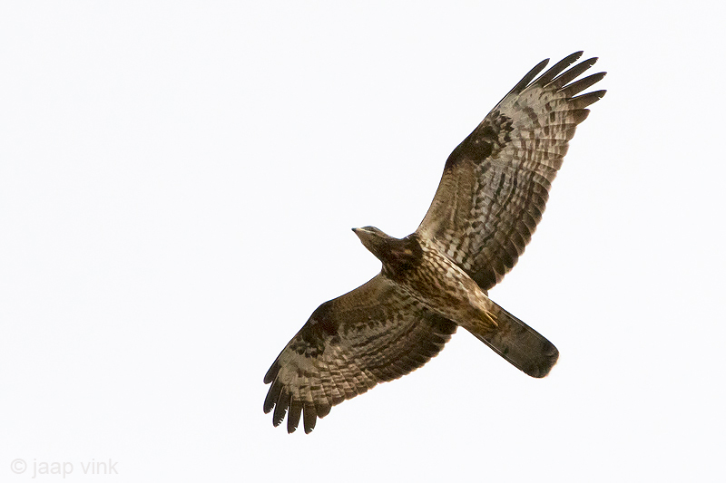 European Honey Buzzard - Wespendief -  Pernis apivorus