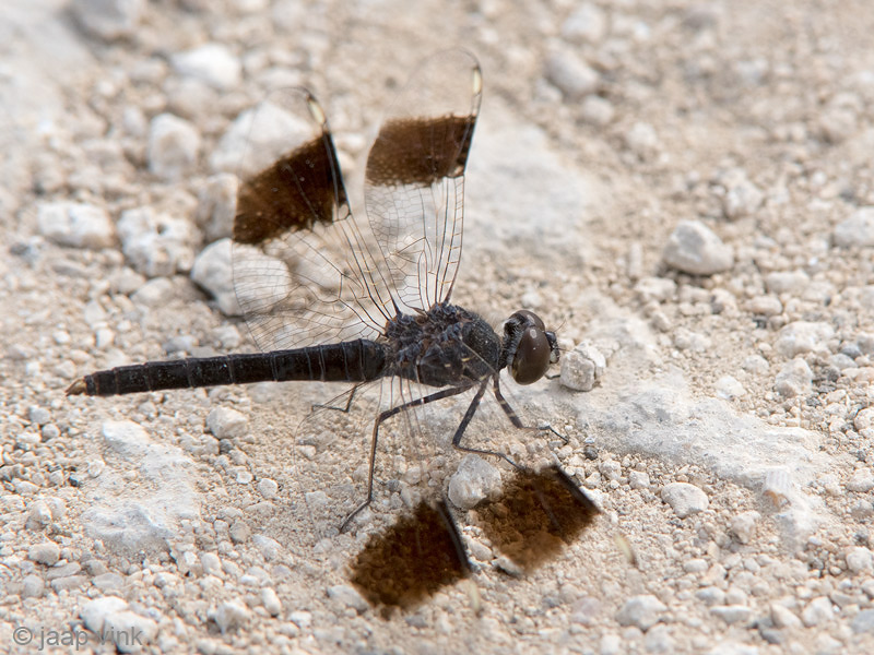 Northern Banded Groundling - Noordelijke Bandgrondlibel - Brachythemis impartita
