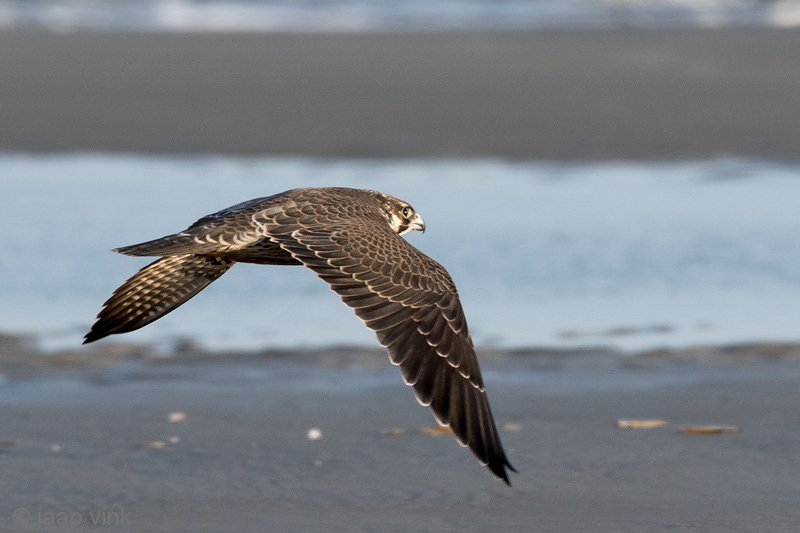 Peregrine - Slechtvalk - Falco peregrinus