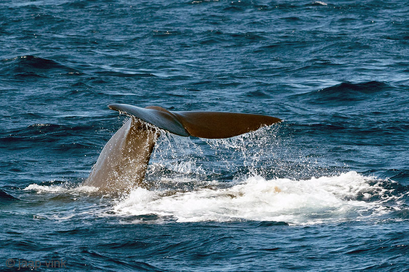 Sperm Whale - Potvis - Physeter macrocephalus
