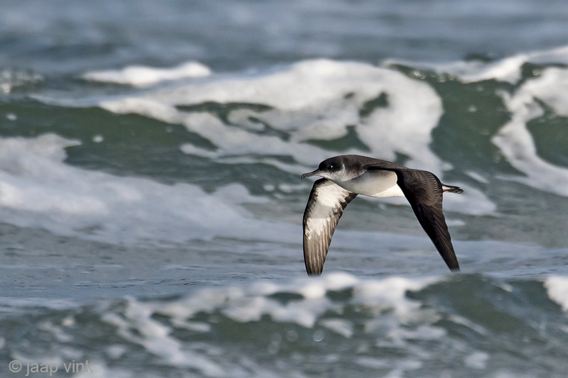 Manx Shearwater - Noordse Pijlstormvogel - Puffinus puffinus