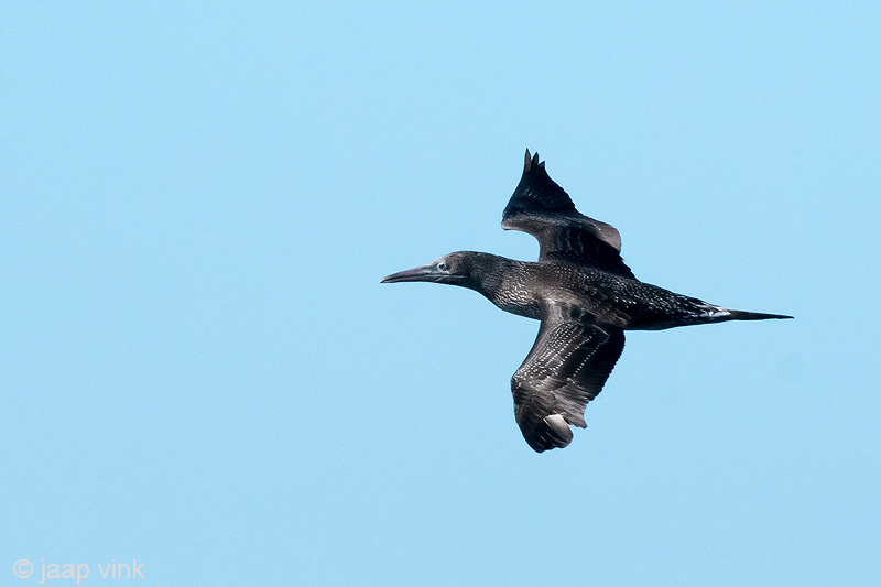 Northern Gannet - Jan-van-Gent - Morus bassanus