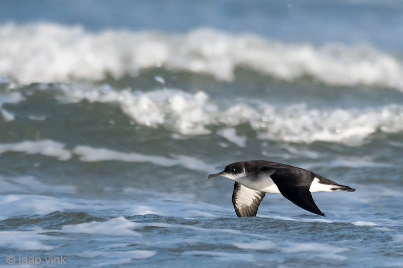 Manx Shearwater - Noordse Pijlstormvogel - Puffinus puffinus