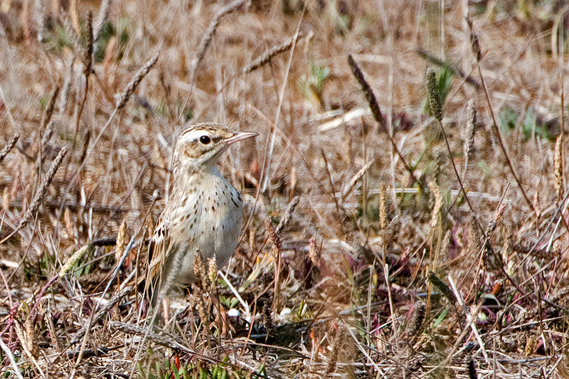 Tawny Pipit - Duinpieper - Anthus campestris
