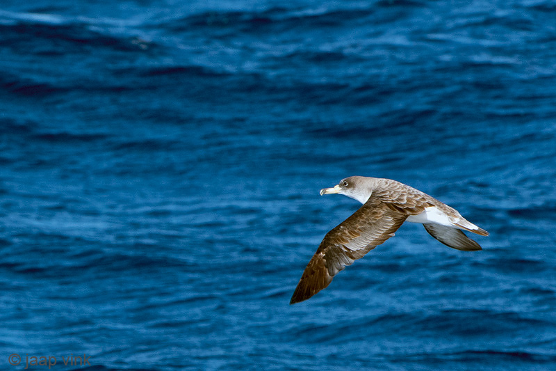 Scopolis Shearwater - Scopolis Pijlstormvogel - Calonectris diomedea
