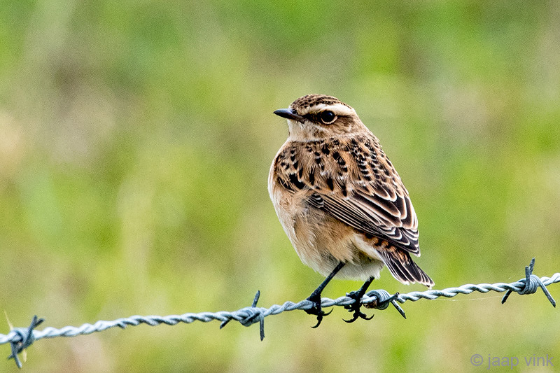 Winchat - Paapje - Saxicola rubetra
