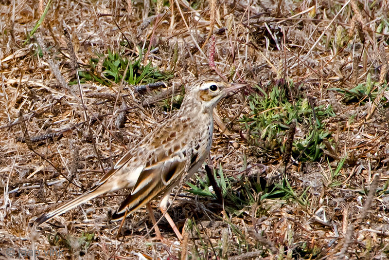 Tawny Pipit - Duinpieper - Anthus campestris