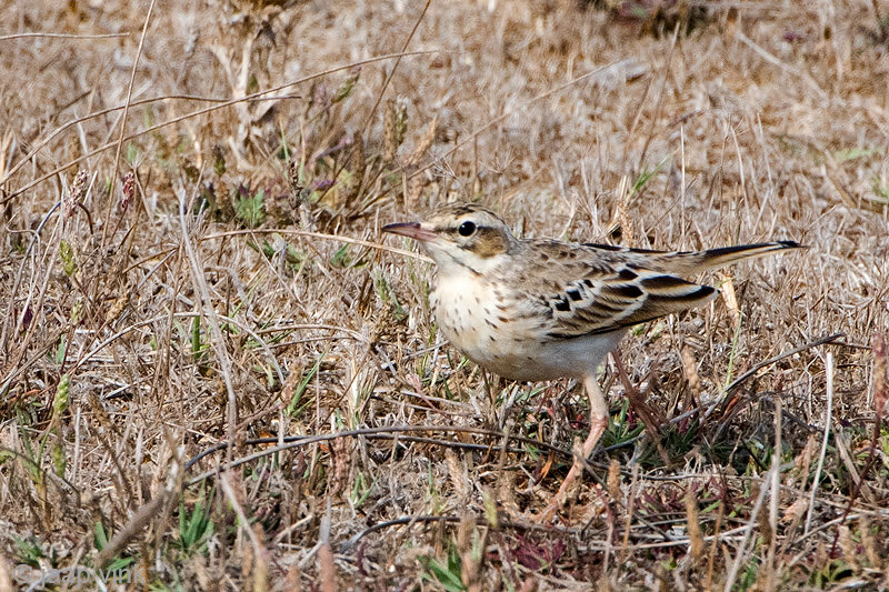 Tawny Pipit - Duinpieper - Anthus campestris