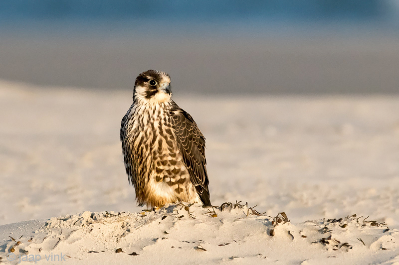 Peregrine - Slechtvalk - Falco peregrinus