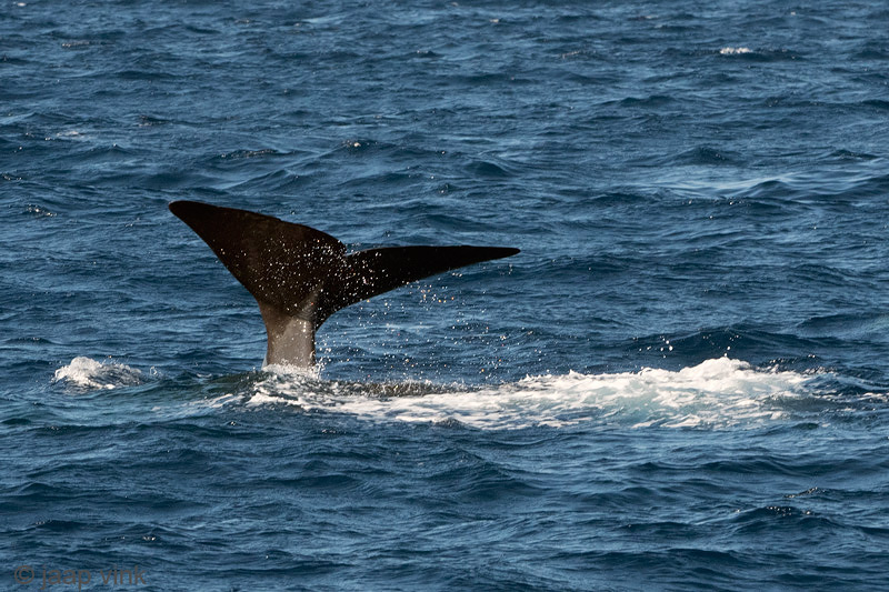 Sperm Whale - Potvis - Physeter macrocephalus