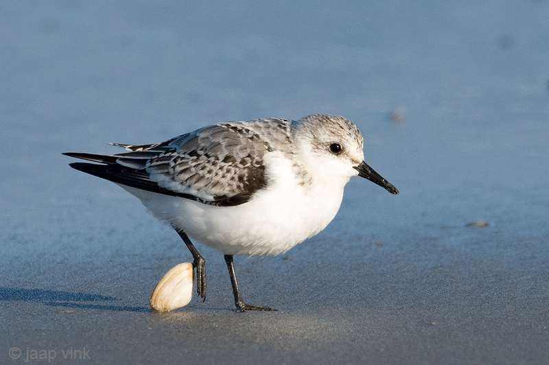 Sanderling - Drieteenstrandloper - Calidris alba