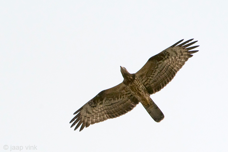 European Honey Buzzard - Wespendief -  Pernis apivorus