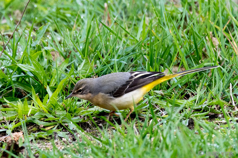Grey Wagtail - Grote Gele Kwikstaart - Motacilla cinerea