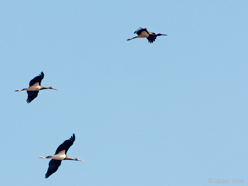 Black Stork - Zwarte Ooievaar - Ciconia nigra