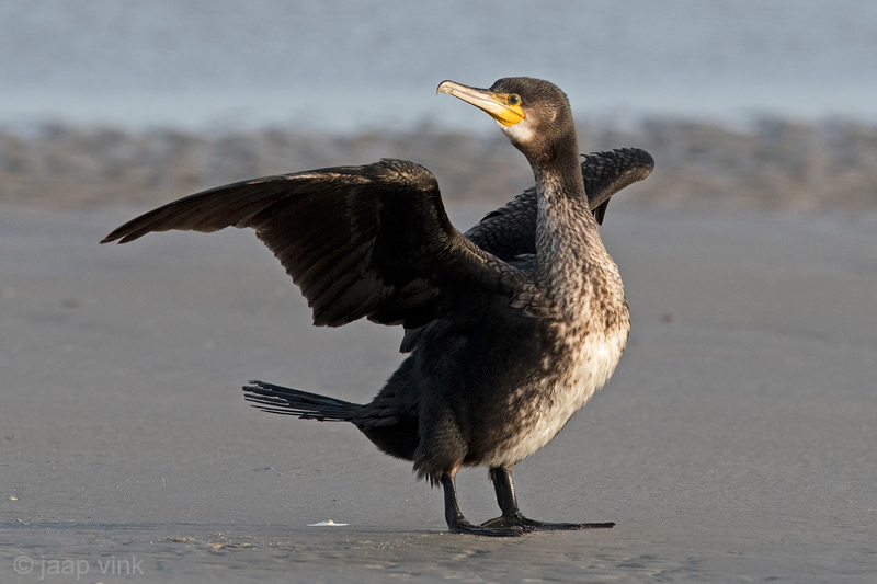 Great Cormorant - Aalscholver - Phalacrocorax carbo