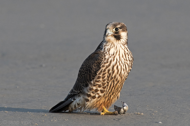 Peregrine - Slechtvalk - Falco peregrinus