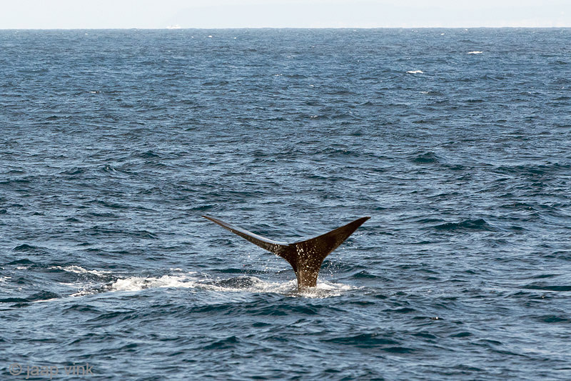 Sperm Whale - Potvis - Physeter macrocephalus