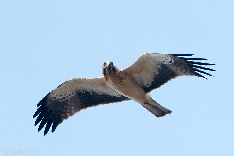 Booted Eagle - Dwergarend - Hieraaetus pennatus