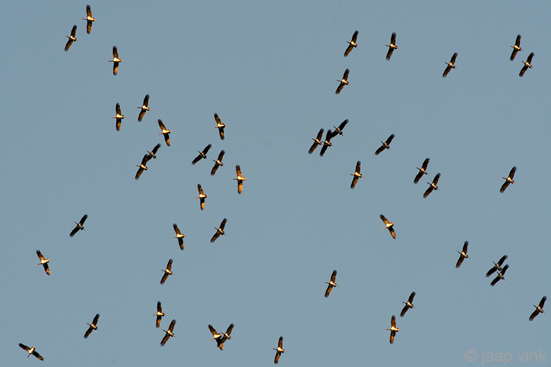 Black Stork - Zwarte Ooievaar - Ciconia nigra