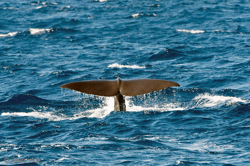 Sperm Whale - Potvis - Physeter macrocephalus