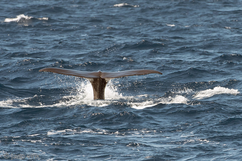 Sperm Whale - Potvis - Physeter macrocephalus