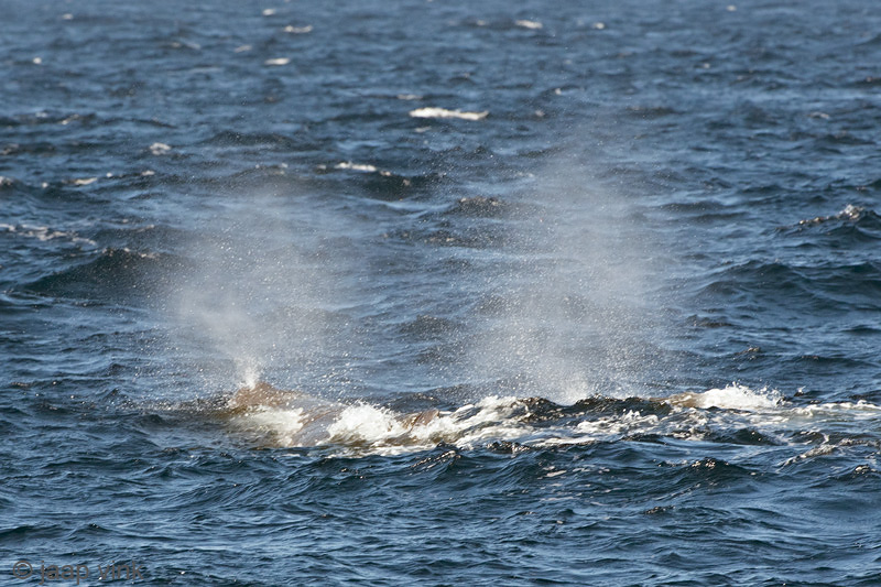 Sperm Whale - Potvis - Physeter macrocephalus