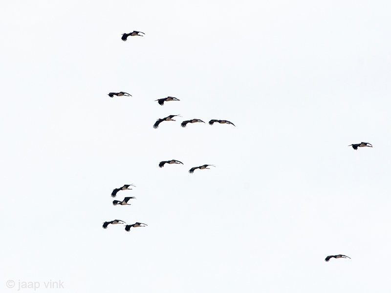 Black Stork - Zwarte Ooievaar - Ciconia nigra