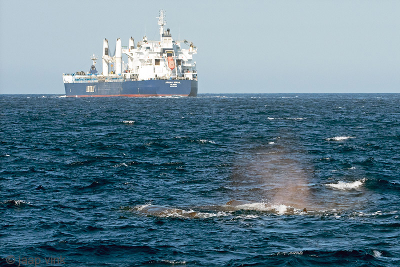 Sperm Whale - Potvis - Physeter macrocephalus