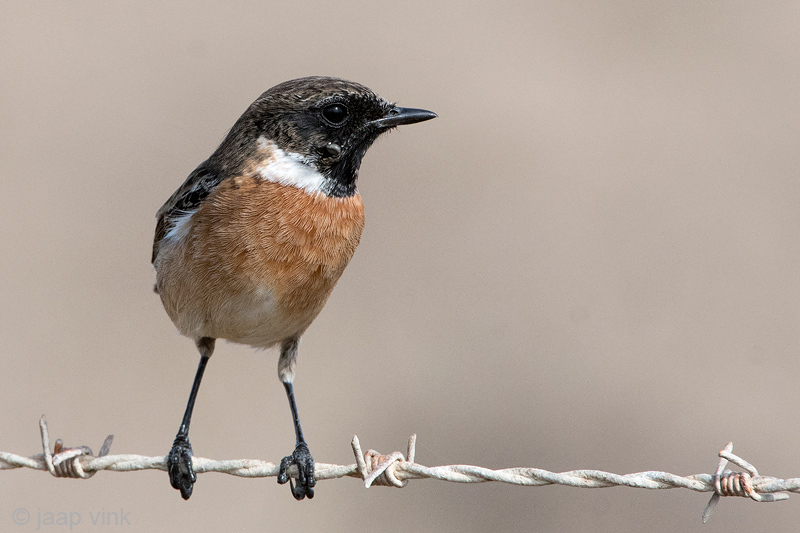 Eurasian Stonechat - Roodborsttapuit - Saxicola rubicola