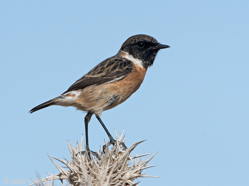 Eurasian Stonechat - Roodborsttapuit - Saxicola rubicola
