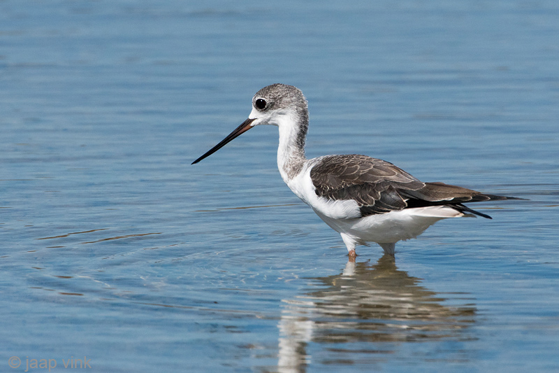 Black-winged Stilt - Steltkluut - Himantopus himantopus