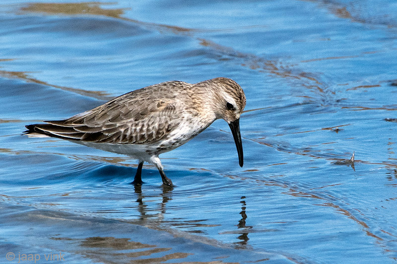 Dunlin - Bonte Strandloper - Calidris alpina