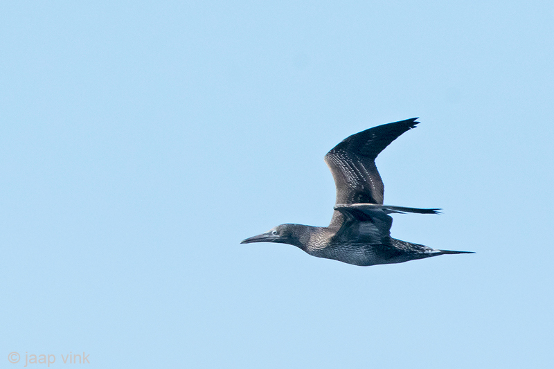 Northern Gannet - Jan-van-Gent - Morus bassanus